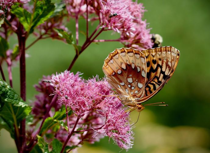 What's blooming at WVBG?